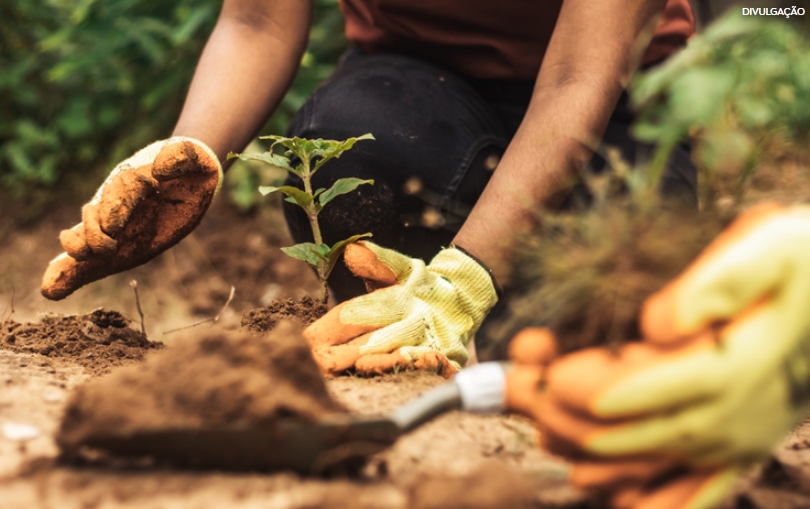 Conheça ações que o Ministério da Agricultura vai levar como exemplos à COP 30